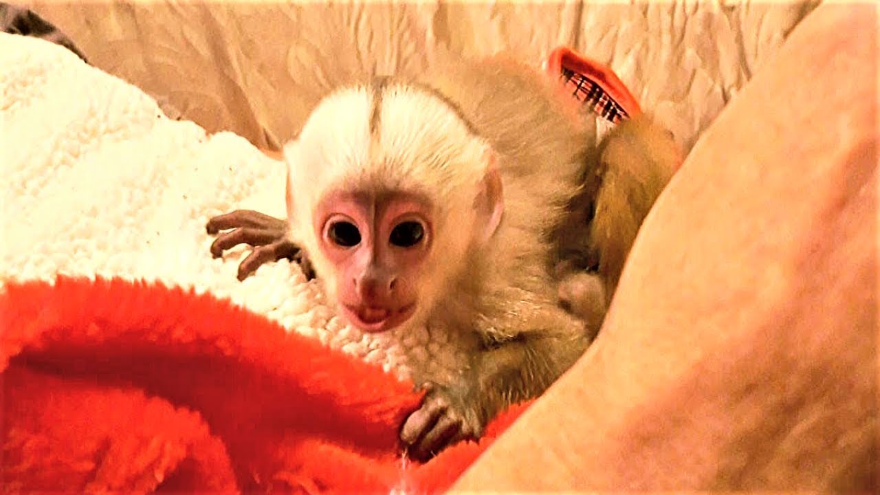 Baby Monkey has a Blast Playing with Daddy! | Monster Feet