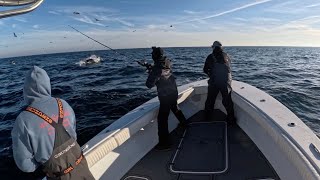 Download Lagu GIANT Bluefin Tuna on Spinning Gear (INSANE Topwater Feeds) - Long Island, New York MP3 Download Lagu GIANT Bluefin Tuna on Spinning Gear (INSANE Topwater Feeds) - Long Island, New York MP3