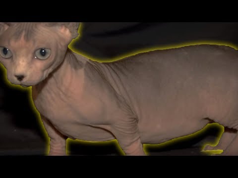 5 Weirdest Cat Breeds You Will Ever See!