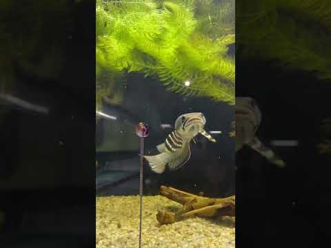 Video Cá Lóc Cảnh Pháo Hoa Đóm Vàng Phê Phê #Channalee - youtube