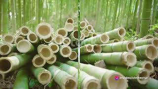 Bamboo Composite Materials in Construction: A Sustainable Evolution
