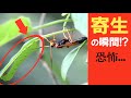 【寄生虫】寄生バチがイモムシに卵を産む瞬間...