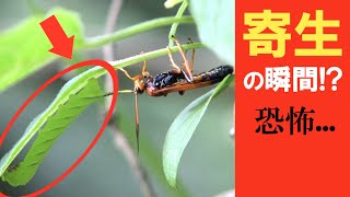 【寄生虫】寄生バチがイモムシに卵を産む瞬間...