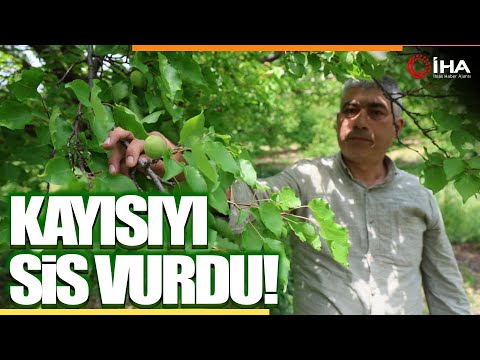 Kayısıyı 'Sis' Vurdu, Rekoltede Yüzde 60 Düşüş Bekleniyor