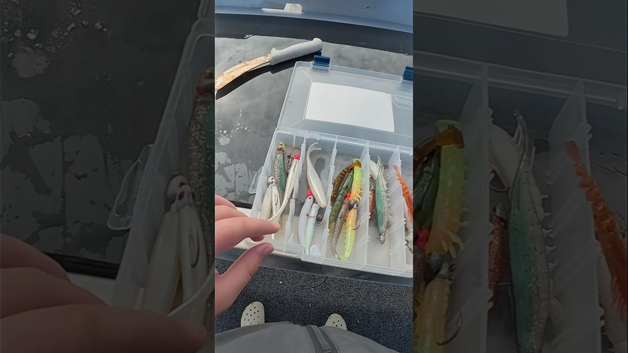 Best soft plastics lures for flathead and mangrove jacks 