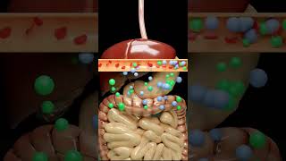 हमारे शरीर में मूत्र कैसे बनता है/How Urine Is Formed In Our Body 3DAnimation UrineIsFormed