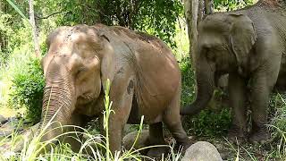 Visit Sunshine for Elephants, an Ethical Elephant Sanctuary Project in Chiang Mai Thailand
