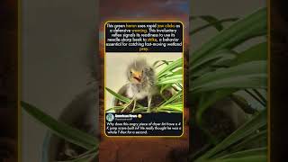 MINI PREDATOR IN THE HOUSE