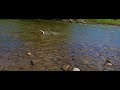 Fly fishing the musselshell river montana  episode 87