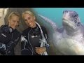 Amazing Moment A Turtle Photobombs Diver