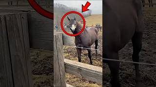 Top 5 Most Mysterious CREATURE That You Must See 😱