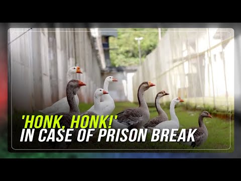 Brazilian 'geese agents' honk in case of prison break | ABS-CBN News