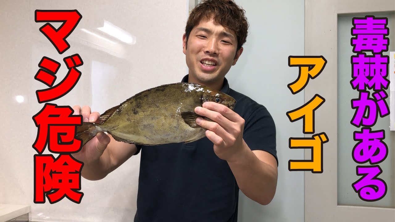 毒トゲ がある危険な魚を捌き 食べました Youtube