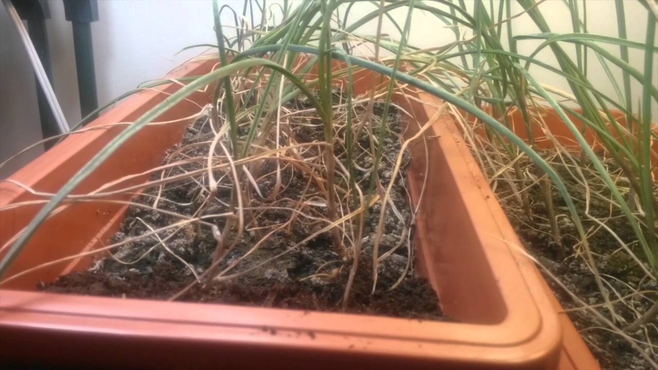 Growing garlic bulbils indoors (experiment) YouTube