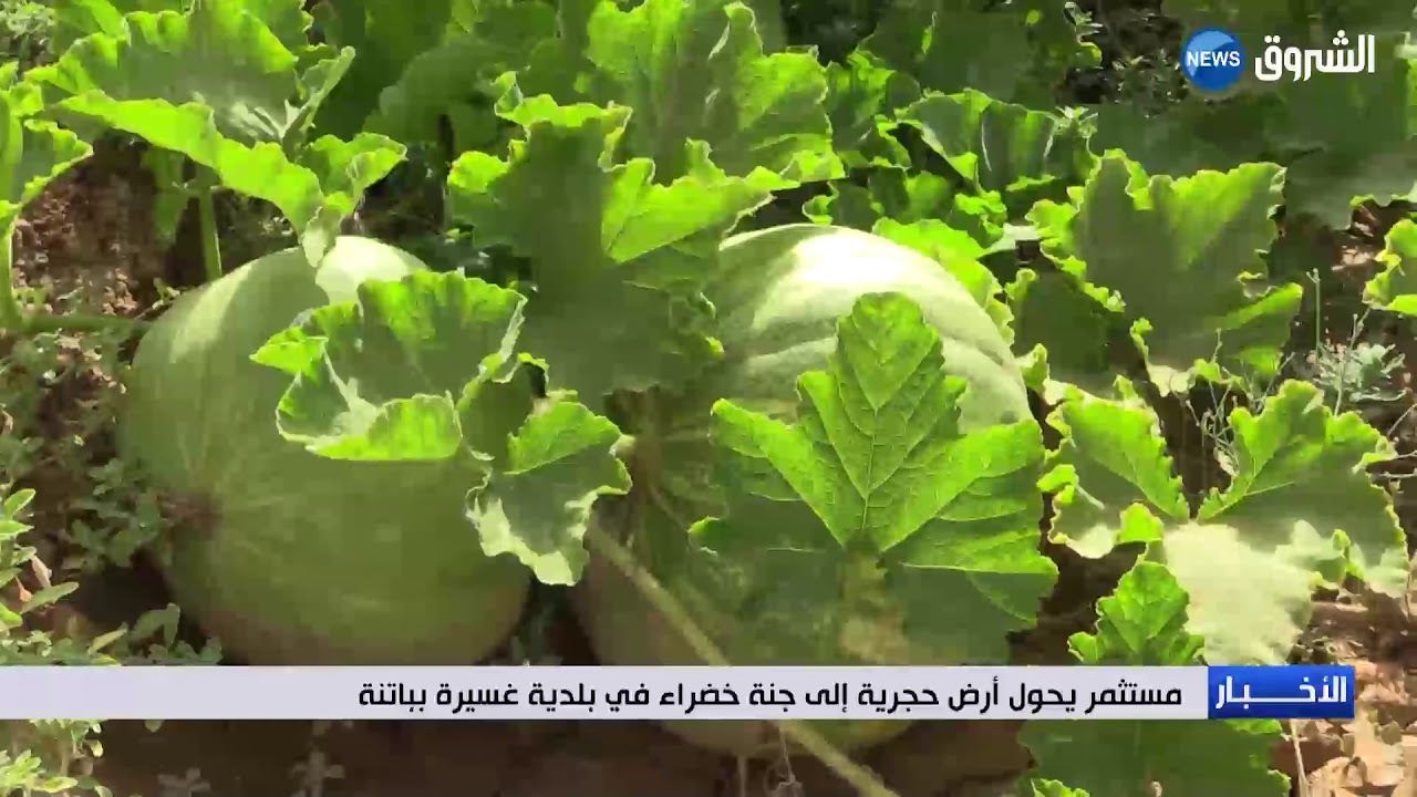 مستثمر يحول أرض حجرية إلى جنة خضراء في بلدية غسيرة بباتنة