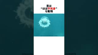 しなない動物たち