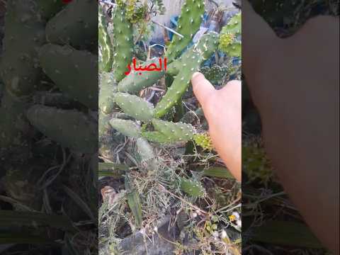 نبات الصبار صيدلية مجانية له عدة فوائد قناةزهراءوالزراعهالبسيطة اكسبلور زراعت الورقات