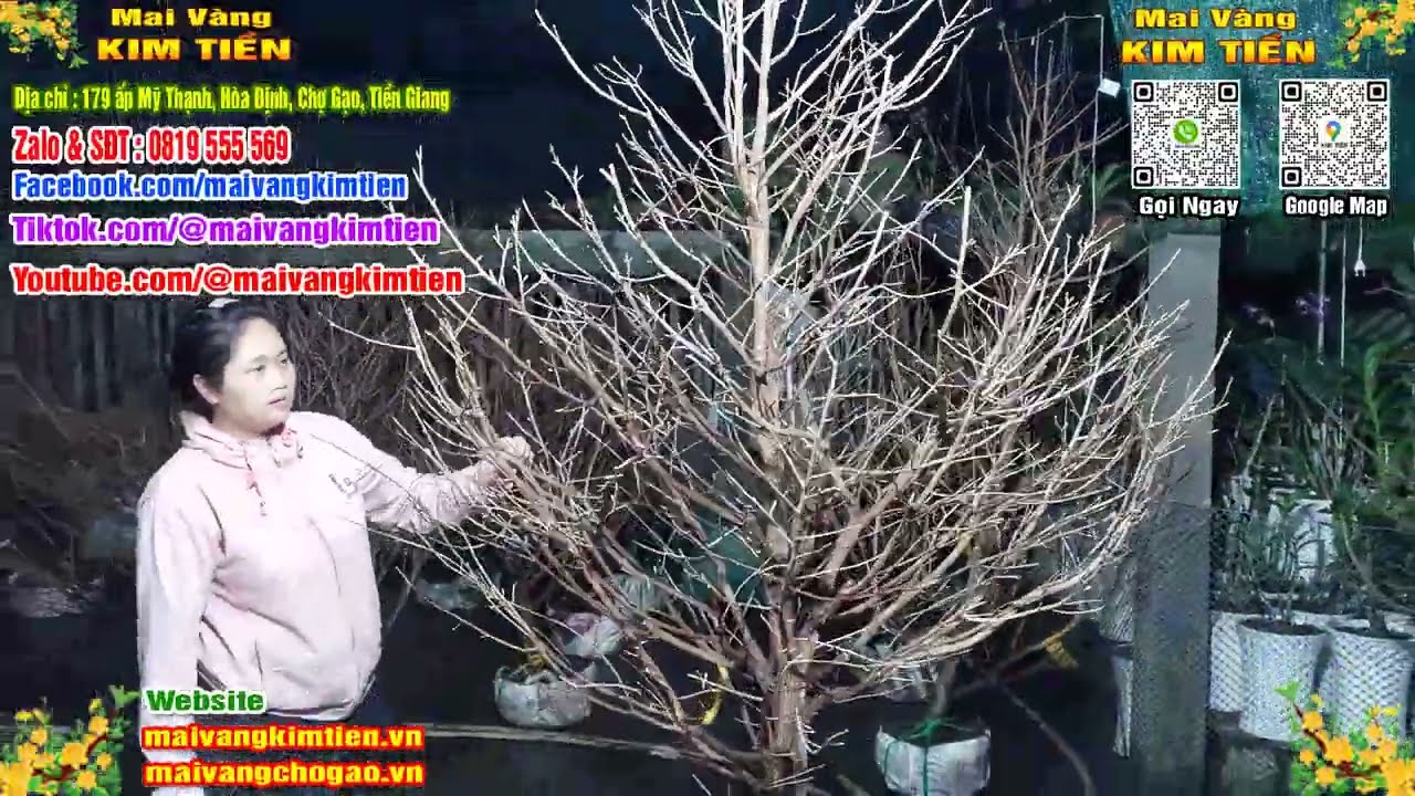 Mai Vàng Nhiều Nụ Đón Tết Bao Ship Toàn Quốc - Mai Vàng Kim Tiền Chợ Gạo
