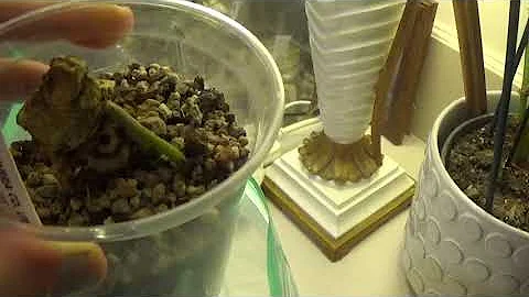 How to save Anthurium Crystallinum from a stump