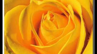 Yellow Rose of Texas - Lane Brody and Johnny Lee chords