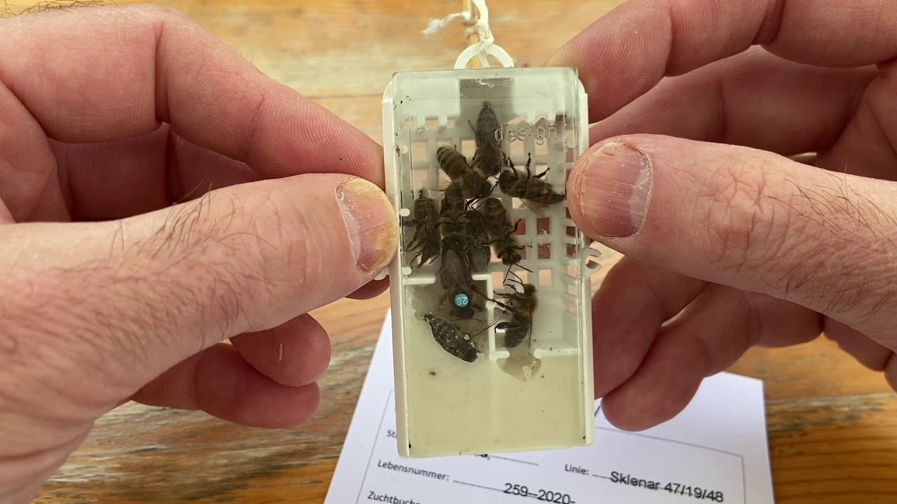 Basiswissen Imkerei - Umweiseln