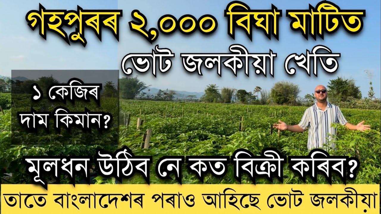 গহপুৰৰ ২,০০০ বিঘাৰ ভোট জলকীয়া খেতি।Ghost Pepper farming in Assam। Bhut jalakia kheti।Bhoot Jalakia