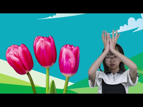 Can You Make a Flower with Your Hands? | Easy Songs for Kids