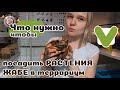 Как посадить жабе или рогатке растение в терр? Есть ответ!