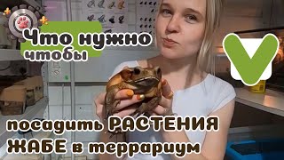 Как посадить жабе или рогатке растение в терр? Есть ответ!