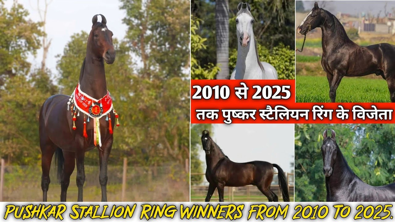 PUSHKAR STALLION RING WINNERS FROM 2010 TO 2025 || 2010 से 2025 तक पुष्कर स्टैलियन रिंग के विजेता ||