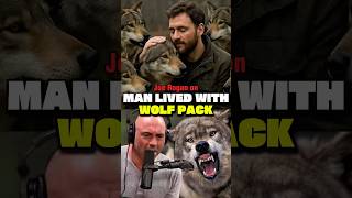 Joe Rogan: Can You Live With Wolves?