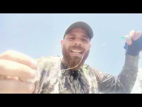 كيفيه تحضير السلاح الطائر لصيد اسماك الوعر بجميع انواعها شراغيش دنيس تيوس حلابيش