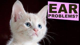 Common Problems with your Cat's Ears?