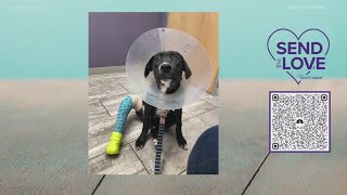 Send the Love update: $6,795 raised for Far Fetched Dog Rescue