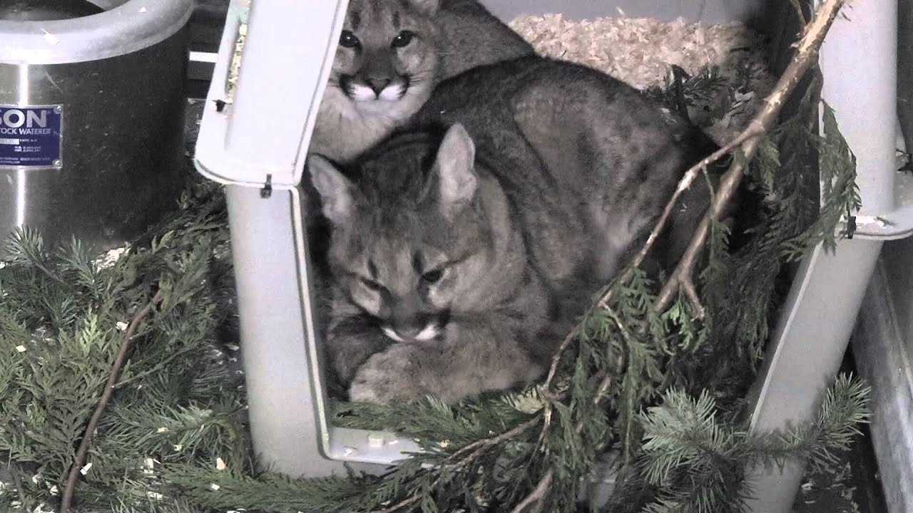 Orphaned cougars rescued from the wild