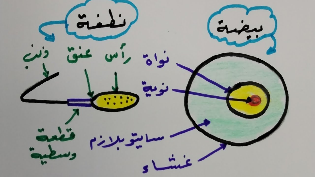 بيضة ونطفة الانسان - YouTube