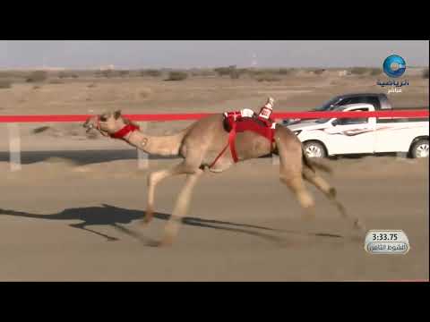 الشوط 8 شاهين ناصر عبدالله شامس المحاربي8 06 42