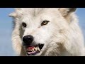 Полярный волк - Polar Wolf (Энциклопедия животных)