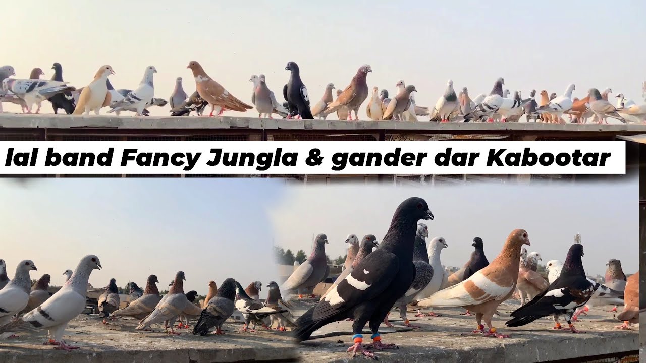 Most beautiful Pigeons Roshan janglay || Lal band Ghargre & Ganda dar Kabootar 2026