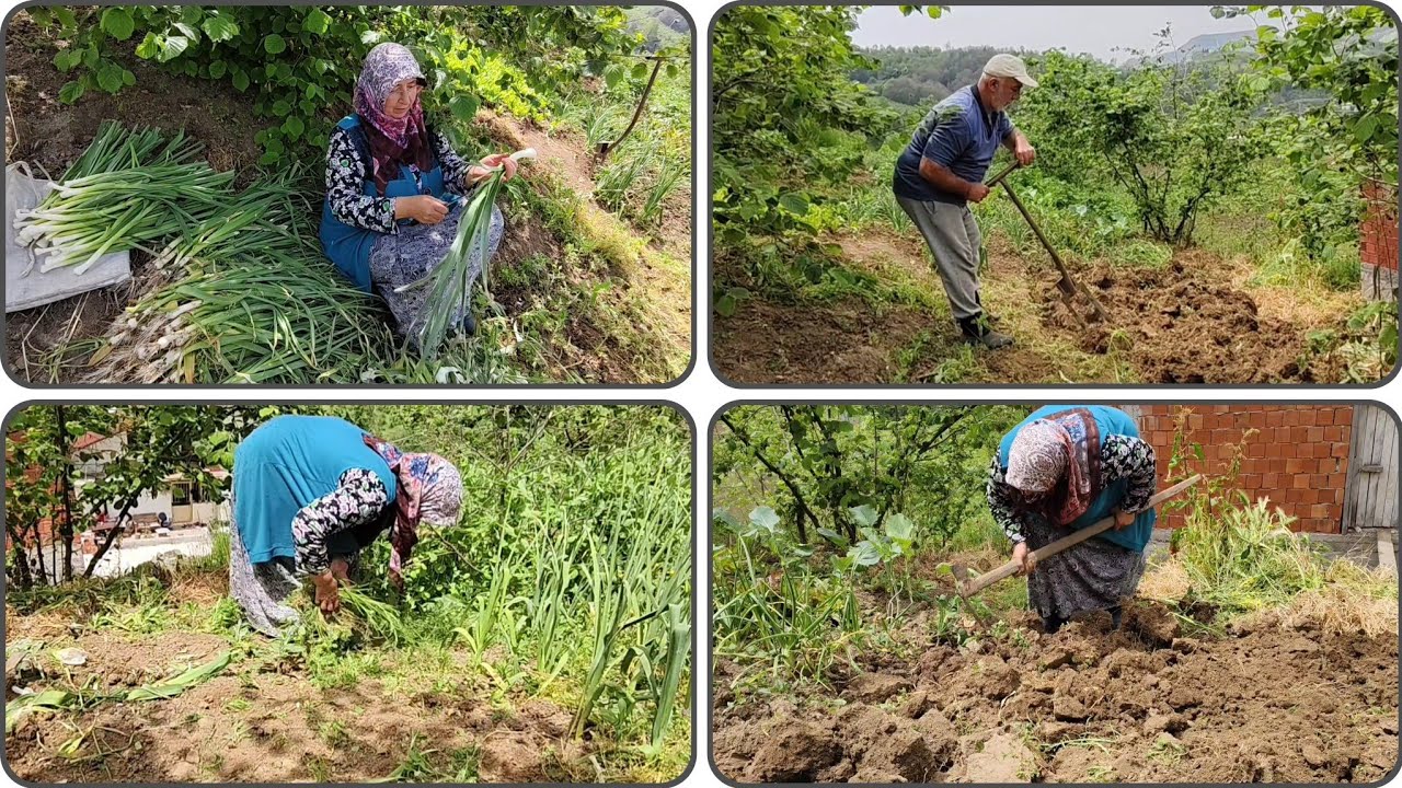 🌱 Köyde Bahçemizde Domates Fidesi Dikim Yeri Hazırlıyoruz | Bahçe İşleri & Doğal Yaşam