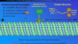 Kinesin walking on microtubule