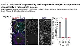 FBXO47 prevents the synaptonemal complex from premature disassembly in mouse male meiosis