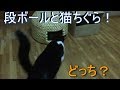 猫は本当に猫ちぐらが好きなのかを検証してみた！