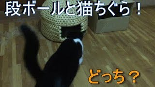 猫は本当に猫ちぐらが好きなのかを検証してみた！