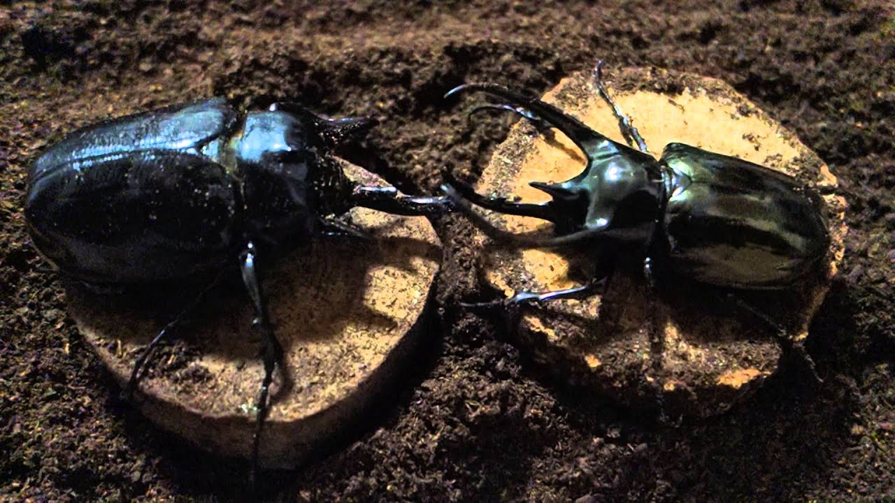 【新品未使用】　アクティオンゾウカブトコーカサス maxresdefault.jpg?sqp=-