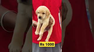 Labrador puppy for sale RS 1000 || #shorts