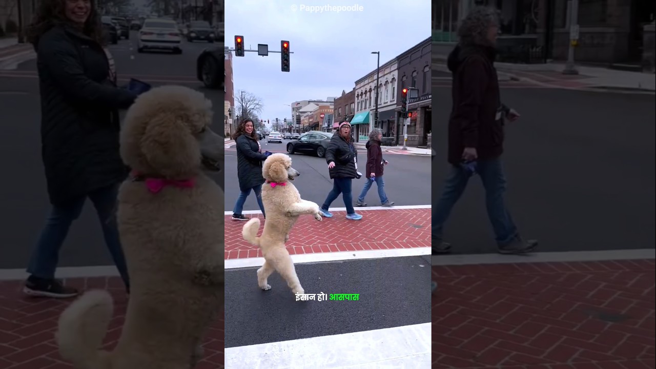 This Sweet Dog Walks Like Humans 😍🐕