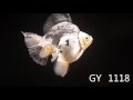 中国金魚－東海水族有限公司（トンホイ）　2016年6月8日版