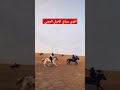 اقوى سباق الخيل العربي الاصيلة السعودية وادي الدواسر 2025 اقوى سباق الخيل العربي الاصيلة السعودية وادي الدواسر 2025
