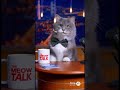 Meow Talk